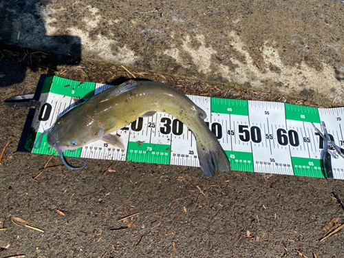 アメリカナマズの釣果