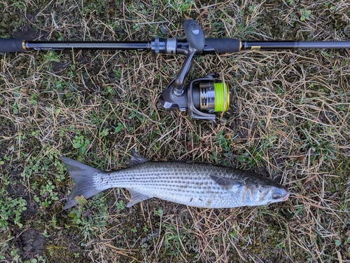 ボラの釣果