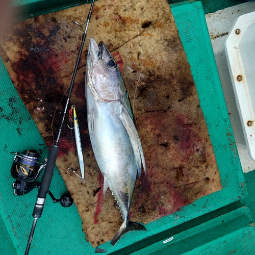 ビンチョウマグロの釣果