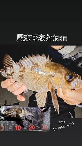 メバルの釣果