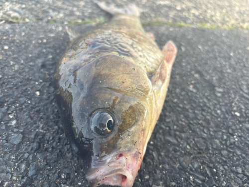 フナの釣果