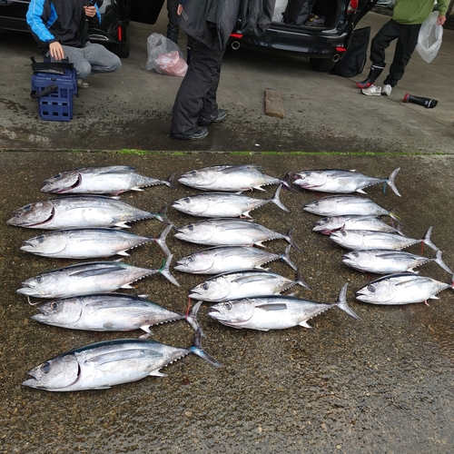 ビンチョウマグロの釣果