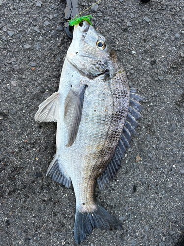 チヌの釣果