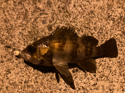 メバルの釣果