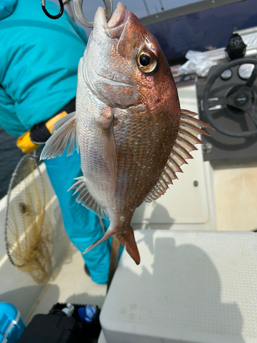 マダイの釣果