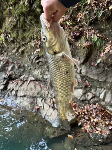 ニゴイの釣果