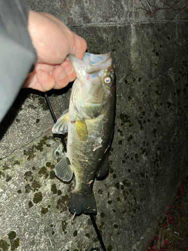 ガシラの釣果