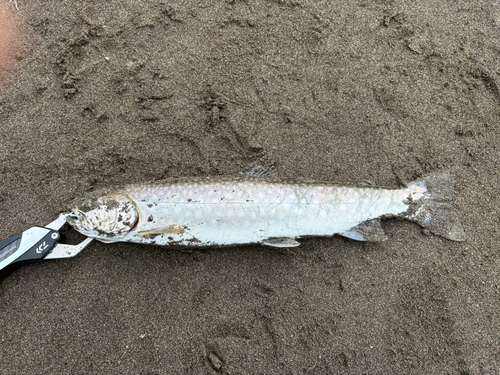 アメマスの釣果