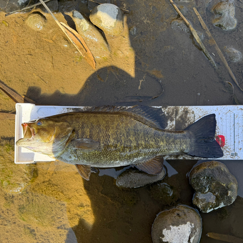 スモールマウスバスの釣果