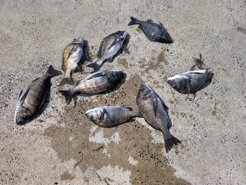 チヌの釣果