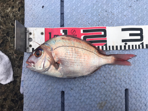 マダイの釣果