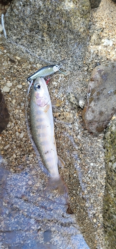 イワナの釣果