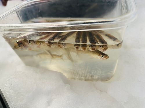 ワカサギの釣果