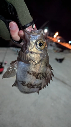 メバルの釣果