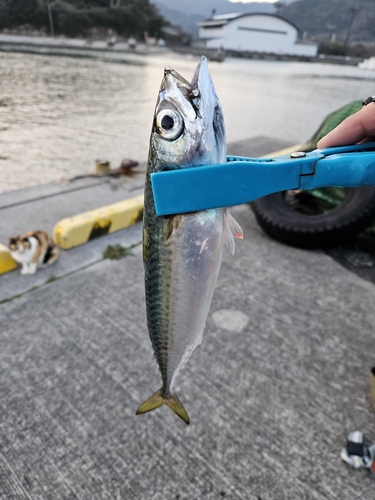 サバの釣果