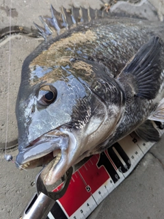 クロダイの釣果