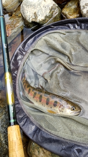 ヤマメの釣果