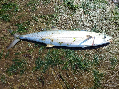 サゴシの釣果