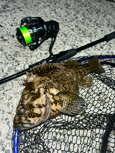 オウゴンムラソイの釣果