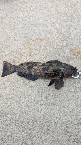 アイナメの釣果