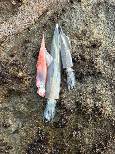 ヤリイカの釣果