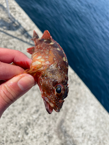 アラカブの釣果