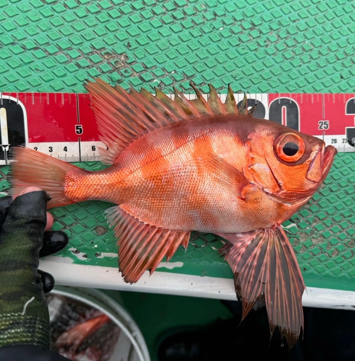 はまぶたさんの釣果 1枚目の画像