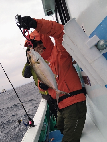 カンパチの釣果