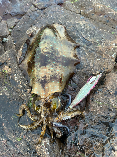 アオリイカの釣果