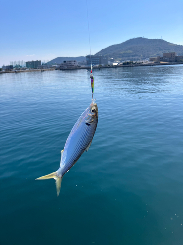 コノシロの釣果