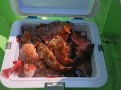 カサゴの釣果