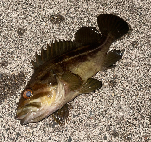 シマソイの釣果