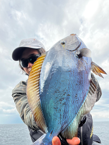 ヒラニザの釣果