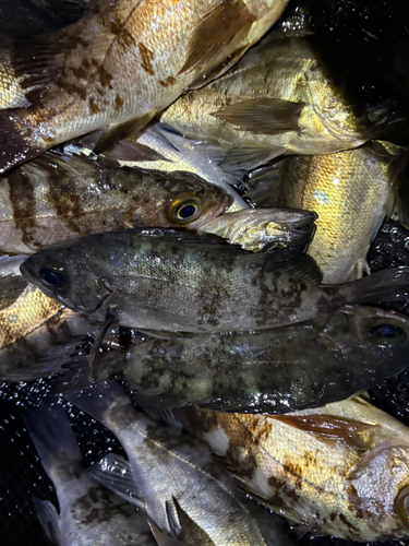 メバルの釣果