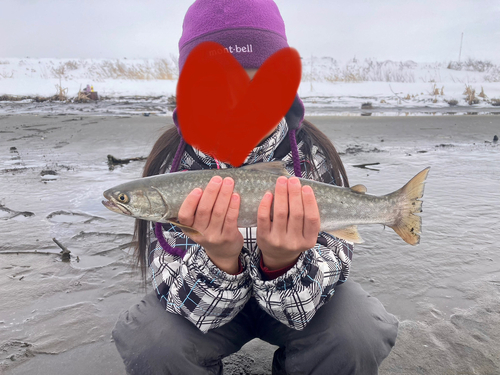 アメマスの釣果