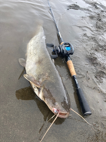 ナマズの釣果