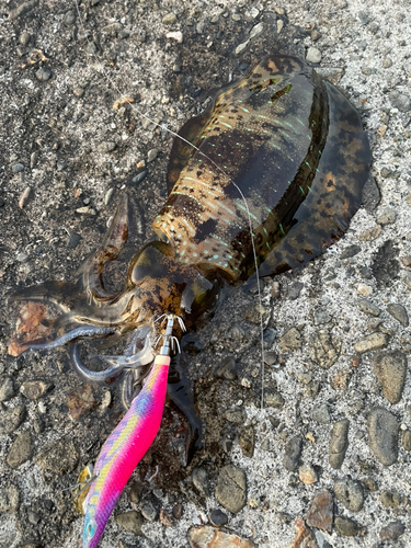 アオリイカの釣果