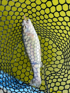 トラウトの釣果