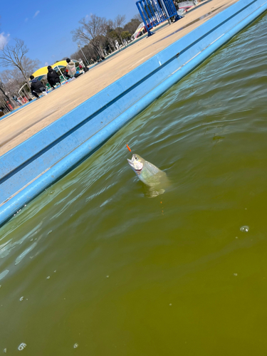 トラウトの釣果