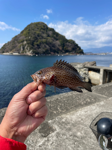 オオモンハタの釣果