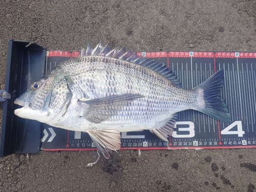 クロダイの釣果