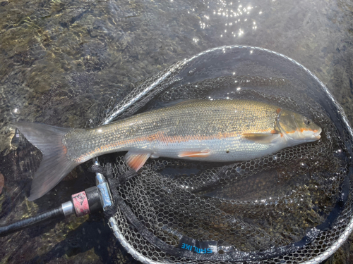 マルタウグイの釣果