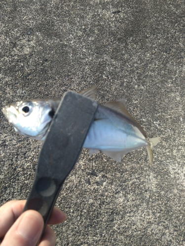 マアジの釣果