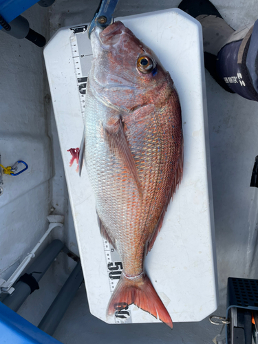 マダイの釣果