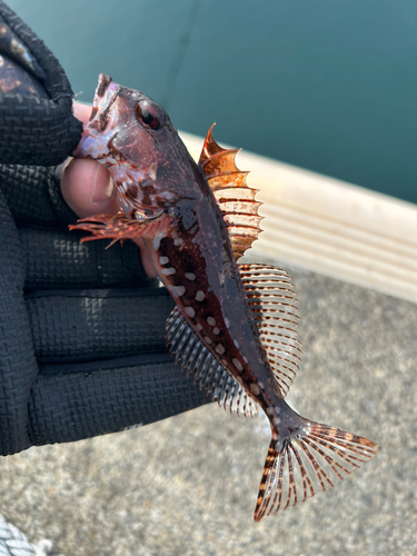 アナハゼの釣果