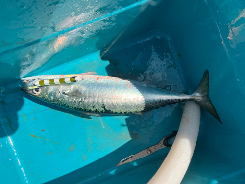 アカアマダイの釣果