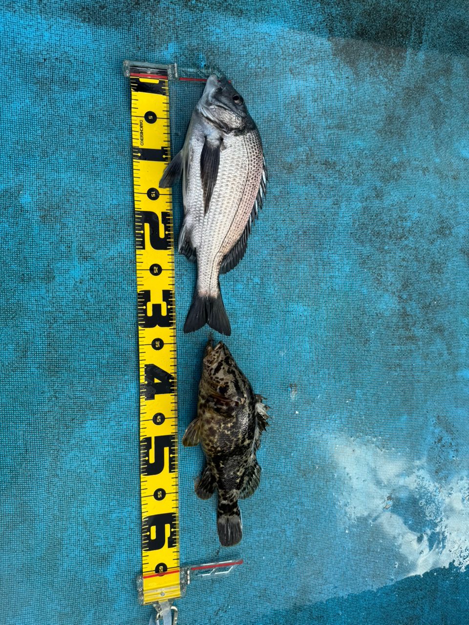 滝さんの釣果 1枚目の画像