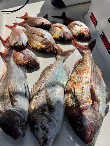 マダイの釣果