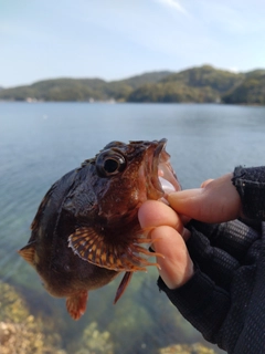 アラカブの釣果