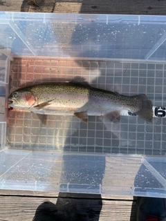 トラウトの釣果